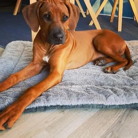 Friesische Freiheit *