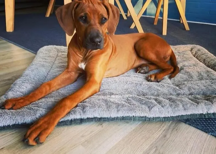 Friesische Freiheit *